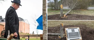 Nytt träd beställt – oklart när det kan planteras