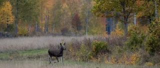 Brunstuppehåll eller inte?