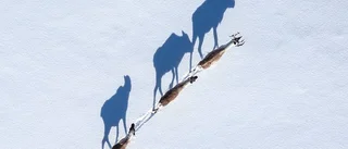 Fantastiska foton från norr