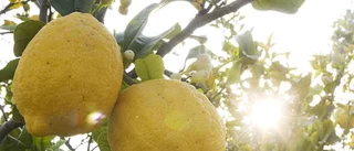 De solgula citronernas land