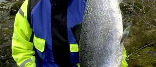 Vind avskräcker inte laxfiskarna
