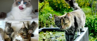LISTAN: Här är de vanligaste kattnamnen på Gotland
