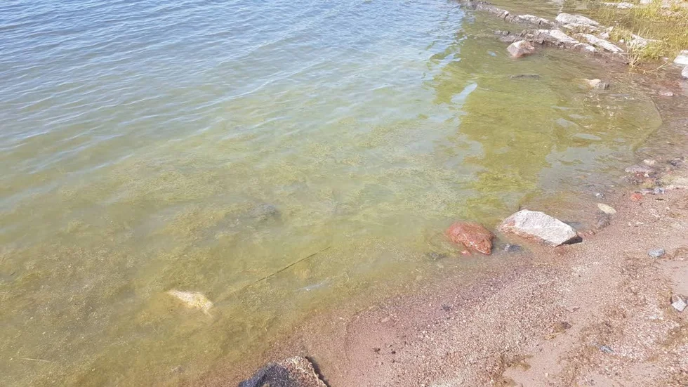 En misstänkt algblomning längs Östhammars kust.