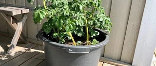 Läsarbilden: Potatis till midsommar?
