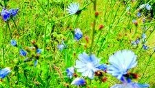 Blå blomma. Cikoria har haft många användningsområden, som kaffesurrogat är den kanske mest känd.