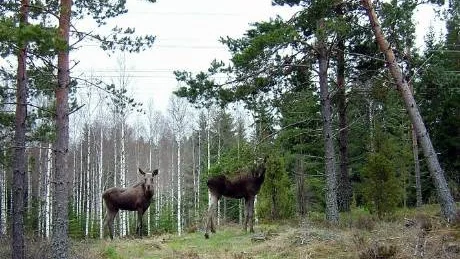 Älgfara. Nu är vi inne på den mörka årstiden och bör vara extra observanta på älgar eller annat vilt vid vägen.Foto: MARGARETA LJUNGBLAD