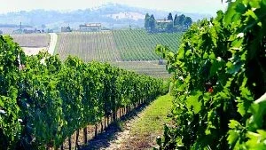 Vinnande vinland. Italien har med sin mat- och vinkultur fått många anhängare världen över. Landet är också de enda i Europa som på senare år ökat sina exportandelar på vinets världsmarknad. Foto: Sune Liljevall