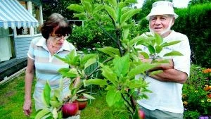 Blommor. Lennart och Gullbritt Andersson trivs i sin trädgård men oroar sig lite för att det så ont om insekter denna sommar. I förgrunden ser vi en rosenmalva. Foto: ELIN LUNDHOLM