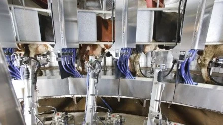 Robotmjölkning på Odensviholm.