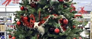 Ingen brist på julgranar