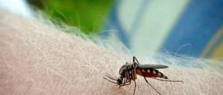 Kläder bästa skyddet mot mygg