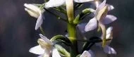 Blomsterår för nattvioler