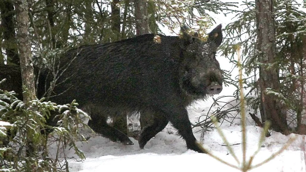 Vildsvin är inte farliga, men koppla hunden om du rastar den i områden där många vildsvin finns.