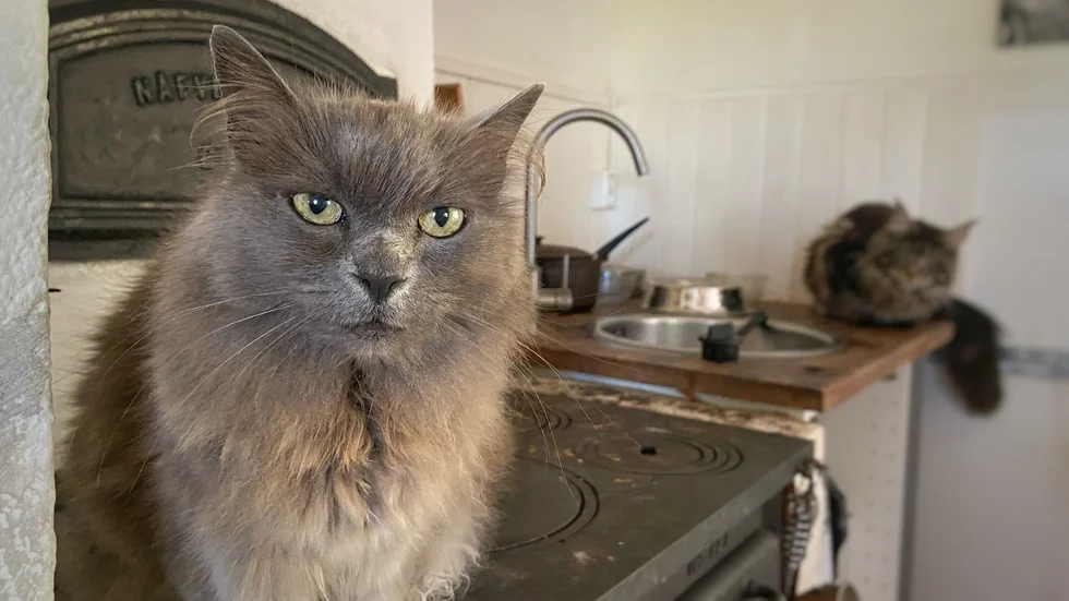 "Jag vill passa på att ondgöra mig över alla dessa kattdräpare som befolkar spänningslitteraturen och som författarna dessutom räknar med att man ska känna en viss sympati för", skriver Solveig Nordmark. 