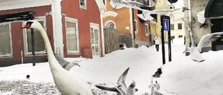 Svanen togs av okända