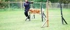 Heldag med agility i Gamleby