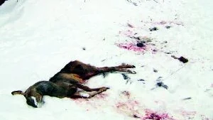 Ännu ett rådjur. På söndagen hittades ett nytt rådjur dött utanför Hallingeberg. Ögonvittnen såg tre hundar äta från rådjurskadavret. FOTO: LENA PETTERSSON