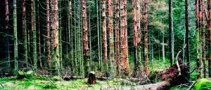Barkborrarna äter upp skogen