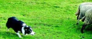 En utpräglad vallhund