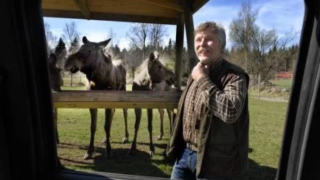 Kjell Svensson satsar på älgpark på gården i Virum, Vimmerby kommun. På promenad runt hägnet i vackra omgivningar finns både älgar och dovhjortar väldigt nära besökare.Foto: Anders Steiner