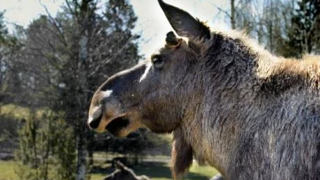 Fascineras av Sigges skönhet.