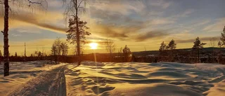 Läsarbilden: Guldig vandring  
