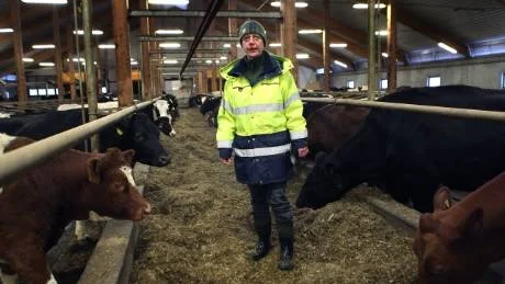 Arbetsplats. "Det är jag som är roboten här" säger Ingrid Berglind skämtsamt. Hon har huvudansvaret för mjölkningen vid Hallbjäns, där ladugården har plats för 200 kor.Foto: Rolf Jönsson