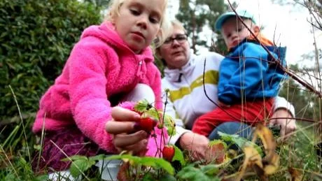 Skördar. Elina, Elimar och Ilze Nenonen plockar smultron den nionde november. Ur led är tiden.FOTO: HENRIK RADHE