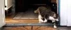 Kattbajs okej enligt rättspraxis