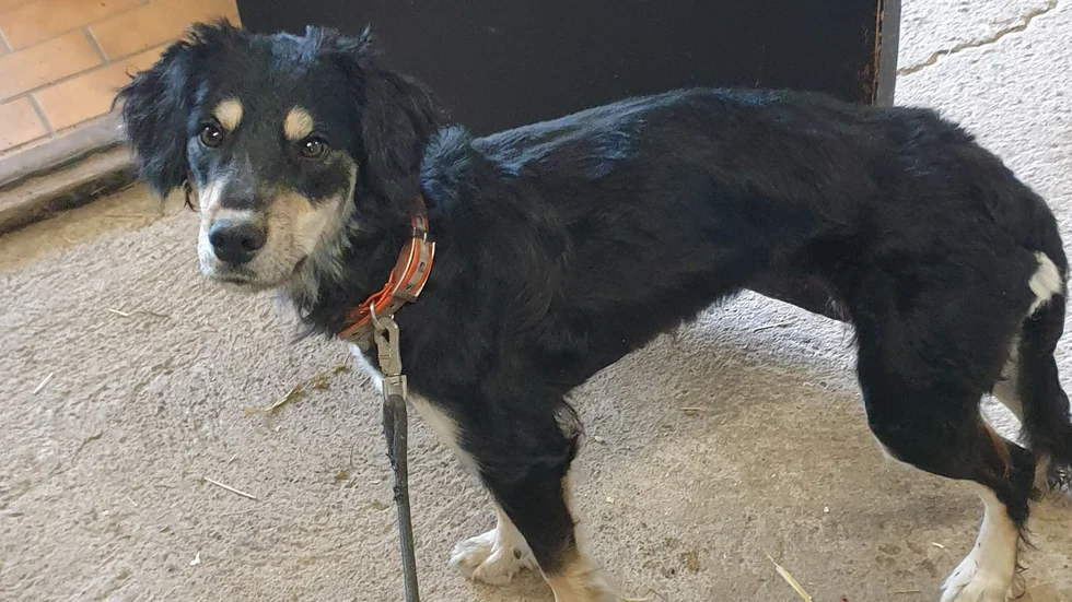 Hunden Asta blev under jakt attackerad av ett vildsvin.