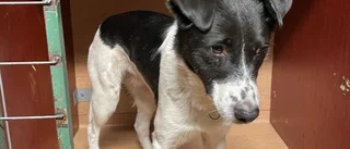 Polisen efterlyste hundägare – nu är hunden hemma igen