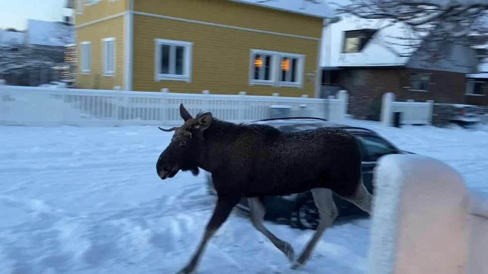 Älgen befann sig på Torggatan på onsdagsmorgonen. 