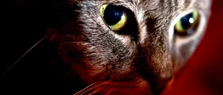 Kattägare förbjuds ha djur efter vanvård