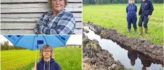 Regnet hotar skördarna – tvingades kassera 30 hektar