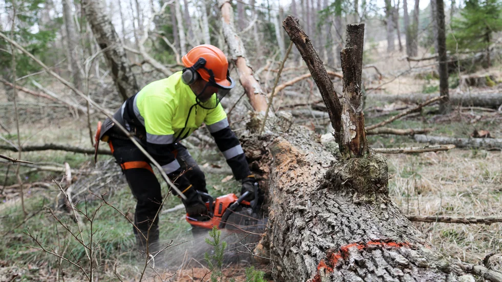 På Gotland har man under många år bekämpat almsjukan. Med inventering har sjuka träd hittats, de har sedan sågats ner och destruerats. Vid årets inventering hittades 5 635 sjuka träd.