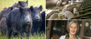 Svinpest härjar på fastlandet – råden för Gotland just nu