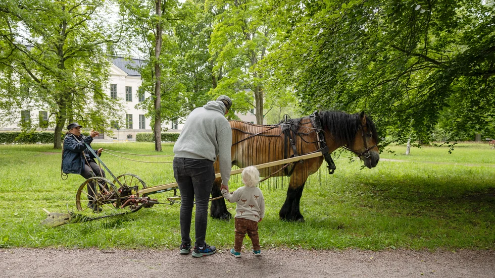 Slåttringen i Carolinaparken drog till sig stor uppmärksamhet från både barn och vuxna. Här beskådar Måns Stolpe, 2, och pappa Emil Stolpe, 31, arbetet.