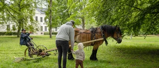 Många nyfikna när Carolinaparken slåttrades på traditionellt vis