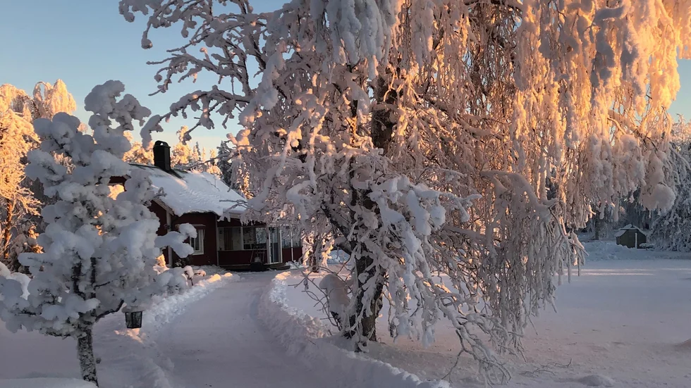 Dagens bild.

