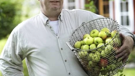 Dan Strandqvist skördar sensommarens äpplen.