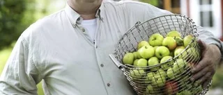 Äpplets tid är här - skörda och njut