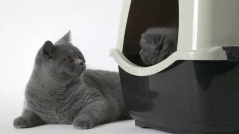 Kö till toan? Så här ska det inte se ut hemma hos kattägaren. Man bör alltid ha en låda fler än man har katter. Då slipper katterna köa.