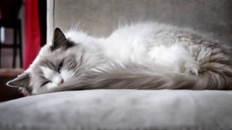 Katter av rasen ragdoll gillar att ta det lugnt.