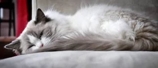 Raskatternas bubblare