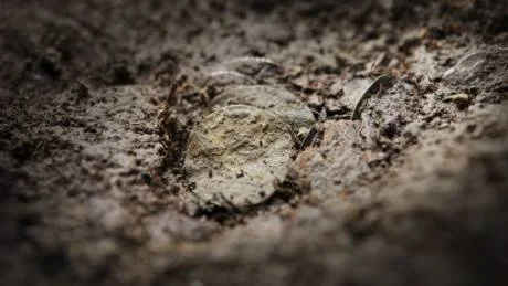 Skatten härrör från vikingatiden och mynten är täckta med jord efter att ha varit nergrävda i närmare 1000 år.foto: karl melander/scanpix