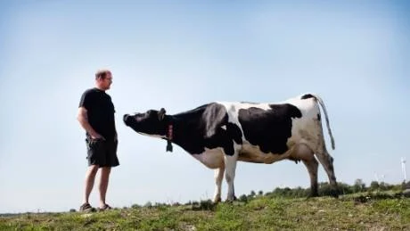 Törstigt djur. En mjölkko    dricker omkring 200 liter vatten under en varm dag. För lantbrukaren Hans Pettersson vid Sudermjölk räcker inte det egna vattnet till för alla 350 djur i besättningen.
