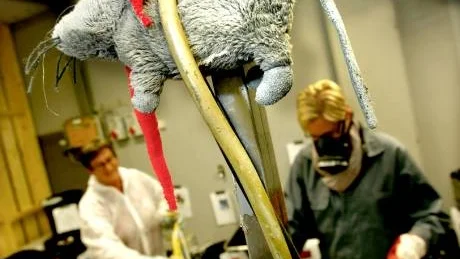 Analyserar. Påsarna öppnas och töms på sitt innehåll. Skräpet vägs och protokollförs. Analysen ska sedan leda till nya kunskaper om våra sopvanor.
