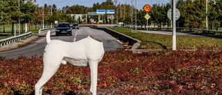 Halshuggen hund återuppstår