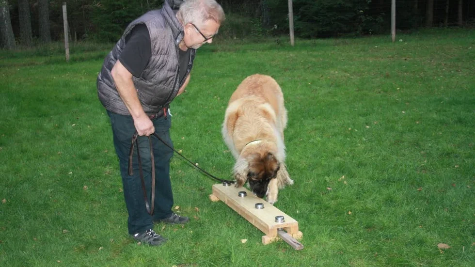 Arne Anderssons Lita, leonberger, nosade sig snabbt fram till den goda doften