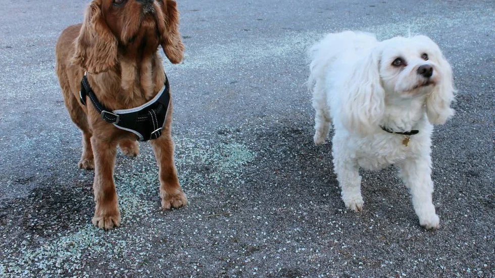 Poserar. Charlie och Turbo ställer upp sig fint för en bild.